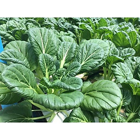 Mua Hạt Giống Cải Hoa Hồng