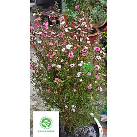 Cây nhất chi mai cao 50-60cm .