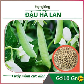 Mua Hạt Giống Đậu Hà Lan Chuẩn F1 - MV03 - Siêu Trái To Mẩy - Gói 10Gr