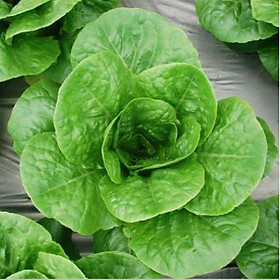 Hạt giống rau xà lách Romain xanh dể trồng f1- gói 0.2gram-tặng kèm gói phân bón lót