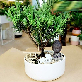 Mua cây TÙNG LA HÁN giống CAO 25CM CÂY ĐẸP VÀ SỐNG 100% TẠO DÁNG BONSI THỜI ĐIỂM NÀY HỢP LÝ