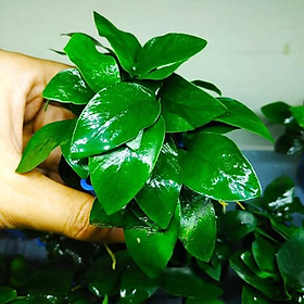 RÁY NANA LÁ HOA - DÁN ĐÁ LŨA TRANG TRÍ HỒ CÁ THUỶ SINH