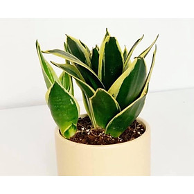 Cây để bàn lưỡi hổ thái như hình
