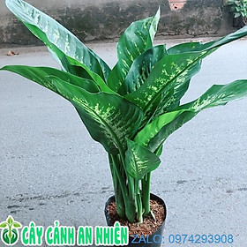 Hình ảnh Cây Vạn Niên Thanh Size Lớn Cao 80cm Rộng 50cm