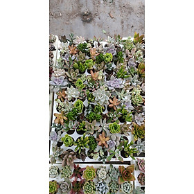 Mua Combo 84 Cây Sen Đá