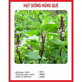 Mua Hạt Giống Húng Quế Chất Lượng Cao