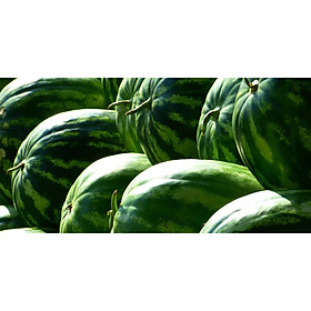 Bộ 1 gói Hạt giống dưa hấu khổng lồ