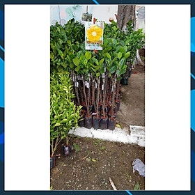 ️ Cây Giống ️ Cây Giống Mít Thái Siêu Sớm Changai Siêu Ngọt Cây Bền Dễ Trồng SAMSON GARDEN