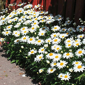 Bộ gói hạt giống Cúc chi trắng