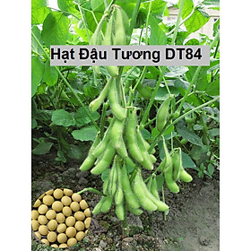 500gr Hạt Giống Đậu Tương DT84 - Hạt Đậu Tương Chuẩn Năng Suất Cao