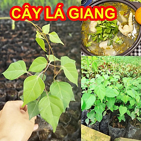 Mua Cây Giống LÁ GIANG nấu gà  canh chua ( ươm từ hạt )