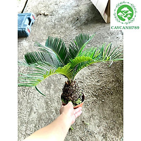 Cây vạn tuế mini để bàn cao 40 cm .