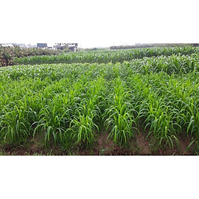 Hạt cỏ chăn nuôi Mombasa Ghine 100g - Hạt Giống Cỏ Chăn Nuôi