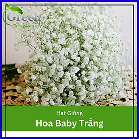 Hạt Giống Hoa Baby Trắng