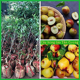 Mua Cây giống hồng táo - táo đo Tân Cương ( ảnh thật hình cuối)