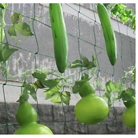 Mua Lưới trồng cây dùng cho các loại dây thân leo  bò.