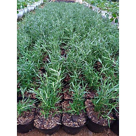 Mua Cây Hương Thảo