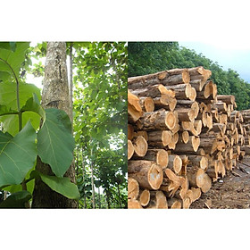Mua 1 KG hạt giống Cây Gia Tỵ .
