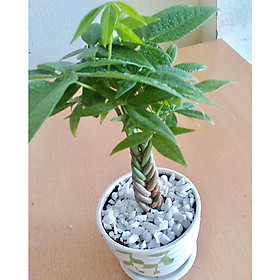 Cây kim ngân bím nhỏ để bàn