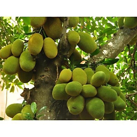 Mua CÂY GIỐNG MÍT TỐ NỮ SIÊU QUẢ SIÊU NGỌT.CAM KẾT GIỐNG CHUẨN  BẢO HÀNH CHUẨN F1