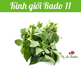 Hạt giống Rau Kinh Giới Rado 11 gói 1gr