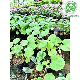 Mua Cây Bầu siêu quả