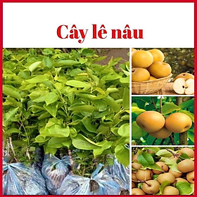 Cây lê nâu Hà Giang cao 70-90 cm