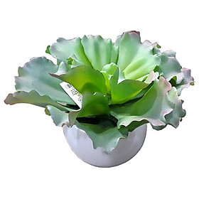 Mua Hoa Vạn Niên Thanh 71607 - Mẫu 4