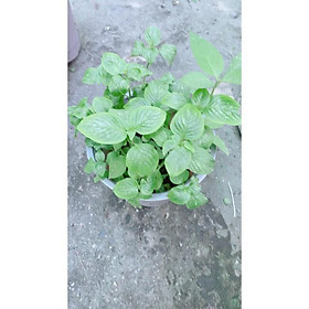 Mua Cây Lá Cầm Nấu Xôi