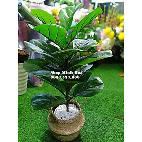 Mua SALE SỐC Cây Bàng 1 nhánh 70cm kèm chậu nhựa đen 15cm