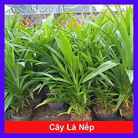 Cây lá nếp chuẩn (ảnh thật) cao 30cm