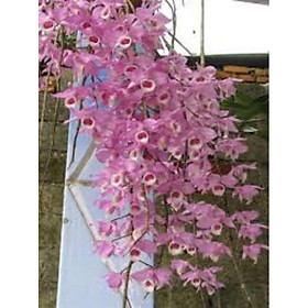 Lan giả hạc Pháp giống
