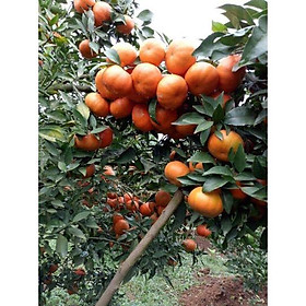 CÂY GIỐNG CAM ĐƯỜNG CANH SIÊU NGON