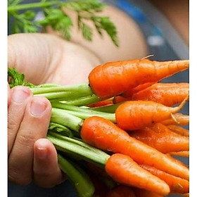 Hạt giống Cà rốt Mini ( cà rốt tí hon ) – Gói 100 hạt