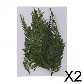 2x12 Pieces Natural Pressed Dried Flowers Fern Leaves DIY Art Craft Scrapbooks