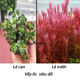 Mua Cây Cắt Cắm Vảy Ốc Siêu Đỏ 15-20 ngon - Rotala Colorala- CÂY THỦY SINH LÁ CẠN