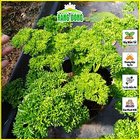 Mua Hạt giống Rau Ngò Tây (parsley)  Mùi Thơm Dễ Chịu  Dễ Trồng  Sinh Trưởng Tốt  gói 2gram - Hạt giống Rạng Đông