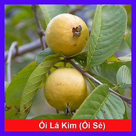 Cây Ổi Lá Kim ( ổi sẻ ) - cây ăn quả + tặng phân bón cho cây