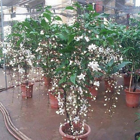 Mua COMBO 2 BẦU CÂY GIỐNG   Dạ Ngọc Minh Châu   – hoa chơi tết mang lại tài lộc