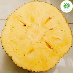 Cây Mít không hạt ra trái sau 15 tháng