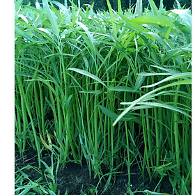 Mua Hạt giống rau muống Nhật lá tre siêu ngọn  dễ trồng  chịu nhiệt tốt gói 100gr