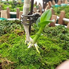 Sản Phẩm Hoa lan - mít văn sơn