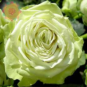 Mua Cây hoa hồng ngoại Green Romantica (bụi bông to xanh bơ cực đẹp - Hoa hồng Thăng Long Flower
