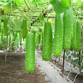 Hạt giống bầu sao lai thân leo, rễ phát triển mạnh, năng suất cao - nông sản vàng
