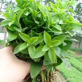 Mua Hạt giống cây cỏ ngọt-Gói 20 Hạt/tặng kèm gói phân bón lót