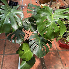 Mua Monstera size trung và lớn
