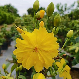 Mai giảo siêu nụ hoa 8-12 cánh - cây nhỏ đã quắn