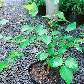 Cây Dâu Bonsai