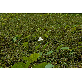 Mua Tranh canvas hoa Sen treo phòng khách ST-00495