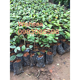 Combo cây móc mật nhót chè hoa vàng thị măng 2,phật thủ sấu vải hồng đỏ sầu riêng khế
